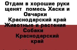 Отдам в хорошие руки щенят, помесь Хаски и Овчарки - Краснодарский край Животные и растения » Собаки   . Краснодарский край